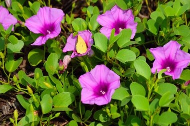 Kıyı sabah şanlı bitkileri, tropikal bir ortamda pembe trompet şeklindeki çiçekler ve yemyeşil yapraklarla birlikte kıyı şeridi yakınında doğal zemin örtüsü olarak yayılıyor..