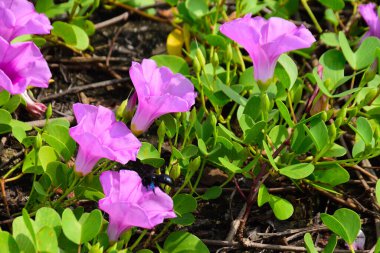 Kıyı sabah şanlı bitkileri, tropikal bir ortamda pembe trompet şeklindeki çiçekler ve yemyeşil yapraklarla birlikte kıyı şeridi yakınında doğal zemin örtüsü olarak yayılıyor..