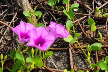 Kıyı sabah şanlı bitkileri, tropikal bir ortamda pembe trompet şeklindeki çiçekler ve yemyeşil yapraklarla birlikte kıyı şeridi yakınında doğal zemin örtüsü olarak yayılıyor..