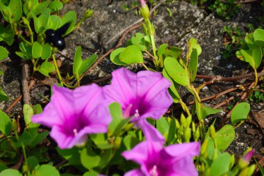 Doğal güneş ışığıyla aydınlanan sabah çiçekleri yemyeşil yaprakların arasında çiçek açıyor. Parlak yapraklar ve yumuşak gölgeler açık havada gün ışığında çekilmiş taze bir tropikal çiçek manzarası yaratır..