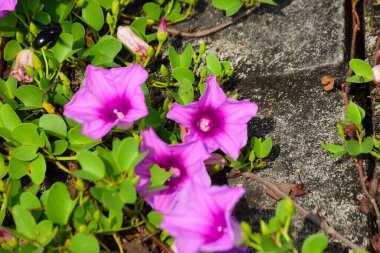 Doğal güneş ışığıyla aydınlanan sabah çiçekleri yemyeşil yaprakların arasında çiçek açıyor. Parlak yapraklar ve yumuşak gölgeler açık havada gün ışığında çekilmiş taze bir tropikal çiçek manzarası yaratır..