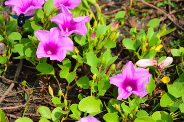 Doğal güneş ışığıyla aydınlanan sabah çiçekleri yemyeşil yaprakların arasında çiçek açıyor. Parlak yapraklar ve yumuşak gölgeler açık havada gün ışığında çekilmiş taze bir tropikal çiçek manzarası yaratır..