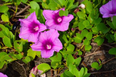 Doğal güneş ışığıyla aydınlanan sabah çiçekleri yemyeşil yaprakların arasında çiçek açıyor. Parlak yapraklar ve yumuşak gölgeler açık havada gün ışığında çekilmiş taze bir tropikal çiçek manzarası yaratır..