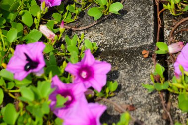 Doğal güneş ışığıyla aydınlanan sabah çiçekleri yemyeşil yaprakların arasında çiçek açıyor. Parlak yapraklar ve yumuşak gölgeler açık havada gün ışığında çekilmiş taze bir tropikal çiçek manzarası yaratır..