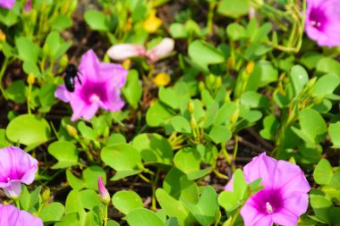 Parlak gün ışığında yeşil yapraklara yayılmış bol pembe ve mor çiçeklerle doğal bir çiçek arkaplanı oluşturan sabah görkemli bir çiçek tarlası geniş bir görünüm..