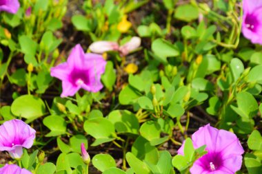 Parlak gün ışığında yeşil yapraklara yayılmış bol pembe ve mor çiçeklerle doğal bir çiçek arkaplanı oluşturan sabah görkemli bir çiçek tarlası geniş bir görünüm..