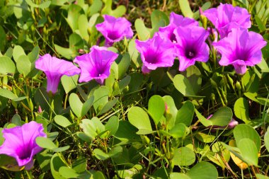 Pembe ve mor sabah çiçekleri yeşil yapraklar arasında doğal olarak çiçek açarak gün ışığında canlı bir çiçek manzarası oluştururlar. Açık havada, tropikal bir ortamda büyüyen renkli kır çiçekleri..
