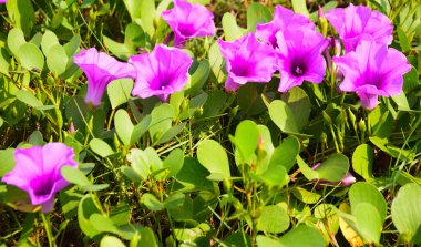 Pembe ve mor sabah çiçekleri yeşil yapraklar arasında doğal olarak çiçek açarak gün ışığında canlı bir çiçek manzarası oluştururlar. Açık havada, tropikal bir ortamda büyüyen renkli kır çiçekleri..