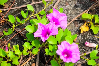 Gün ışığında yumuşak yeşil yapraklarla çevrili narin trompet şeklindeki taç yapraklarını ve doğal dokularını gösteren pembe sabah manzarası..