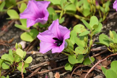 Gün ışığında yumuşak yeşil yapraklarla çevrili narin trompet şeklindeki taç yapraklarını ve doğal dokularını gösteren pembe sabah manzarası..