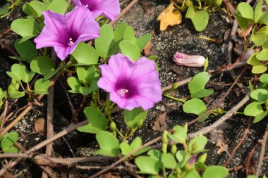 Gün ışığında yumuşak yeşil yapraklarla çevrili narin trompet şeklindeki taç yapraklarını ve doğal dokularını gösteren pembe sabah manzarası..