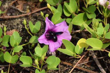 Gün ışığında yumuşak yeşil yapraklarla çevrili narin trompet şeklindeki taç yapraklarını ve doğal dokularını gösteren pembe sabah manzarası..