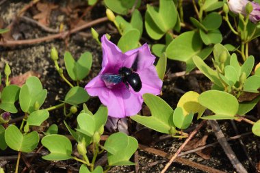 Gün ışığında yumuşak yeşil yapraklarla çevrili narin trompet şeklindeki taç yapraklarını ve doğal dokularını gösteren pembe sabah manzarası..