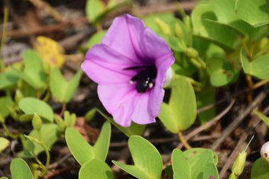 Gün ışığında yumuşak yeşil yapraklarla çevrili narin trompet şeklindeki taç yapraklarını ve doğal dokularını gösteren pembe sabah manzarası..