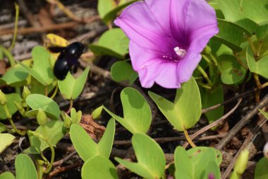 Gün ışığında yumuşak yeşil yapraklarla çevrili narin trompet şeklindeki taç yapraklarını ve doğal dokularını gösteren pembe sabah manzarası..