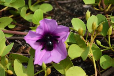 Gün ışığında yumuşak yeşil yapraklarla çevrili narin trompet şeklindeki taç yapraklarını ve doğal dokularını gösteren pembe sabah manzarası..