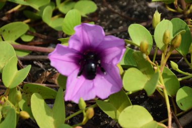 Gün ışığında yumuşak yeşil yapraklarla çevrili narin trompet şeklindeki taç yapraklarını ve doğal dokularını gösteren pembe sabah manzarası..