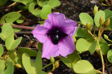Gün ışığında yumuşak yeşil yapraklarla çevrili narin trompet şeklindeki taç yapraklarını ve doğal dokularını gösteren pembe sabah manzarası..