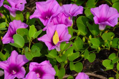 Gün ışığında yumuşak yeşil yapraklarla çevrili narin trompet şeklindeki taç yapraklarını ve doğal dokularını gösteren pembe sabah manzarası..