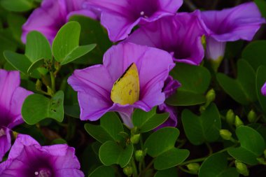 Gün ışığında yumuşak yeşil yapraklarla çevrili narin trompet şeklindeki taç yapraklarını ve doğal dokularını gösteren pembe sabah manzarası..