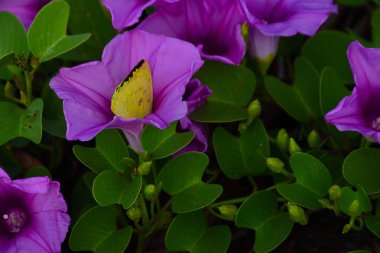 Gün ışığında yumuşak yeşil yapraklarla çevrili narin trompet şeklindeki taç yapraklarını ve doğal dokularını gösteren pembe sabah manzarası..