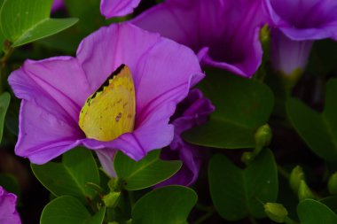 Gün ışığında yumuşak yeşil yapraklarla çevrili narin trompet şeklindeki taç yapraklarını ve doğal dokularını gösteren pembe sabah manzarası..