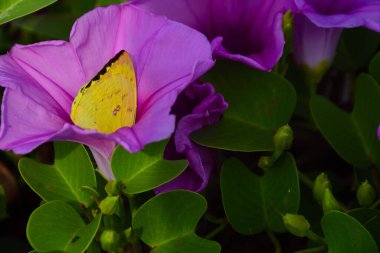 Gün ışığında yumuşak yeşil yapraklarla çevrili narin trompet şeklindeki taç yapraklarını ve doğal dokularını gösteren pembe sabah manzarası..