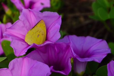 Gün ışığında yumuşak yeşil yapraklarla çevrili narin trompet şeklindeki taç yapraklarını ve doğal dokularını gösteren pembe sabah manzarası..