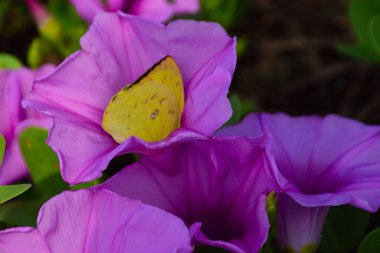Gün ışığında yumuşak yeşil yapraklarla çevrili narin trompet şeklindeki taç yapraklarını ve doğal dokularını gösteren pembe sabah manzarası..