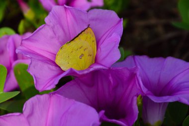 Gün ışığında yumuşak yeşil yapraklarla çevrili narin trompet şeklindeki taç yapraklarını ve doğal dokularını gösteren pembe sabah manzarası..