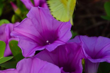 Gün ışığında yumuşak yeşil yapraklarla çevrili narin trompet şeklindeki taç yapraklarını ve doğal dokularını gösteren pembe sabah manzarası..