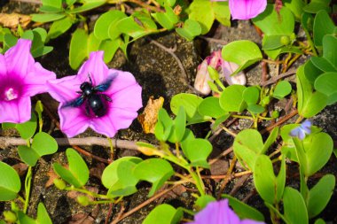 Pembe ve mor sabah çiçekleri yeşil yapraklar arasında doğal olarak çiçek açarak gün ışığında canlı bir çiçek manzarası oluştururlar. Açık havada, tropikal bir ortamda büyüyen renkli kır çiçekleri..