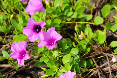 Pembe ve mor sabah çiçekleri yeşil yapraklar arasında doğal olarak çiçek açarak gün ışığında canlı bir çiçek manzarası oluştururlar. Açık havada, tropikal bir ortamda büyüyen renkli kır çiçekleri..