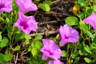 Pembe ve mor sabah çiçekleri yeşil yapraklar arasında doğal olarak çiçek açarak gün ışığında canlı bir çiçek manzarası oluştururlar. Açık havada, tropikal bir ortamda büyüyen renkli kır çiçekleri..