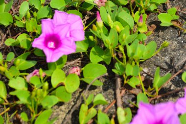 Pembe ve mor sabah çiçekleri yeşil yapraklar arasında doğal olarak çiçek açarak gün ışığında canlı bir çiçek manzarası oluştururlar. Açık havada, tropikal bir ortamda büyüyen renkli kır çiçekleri..