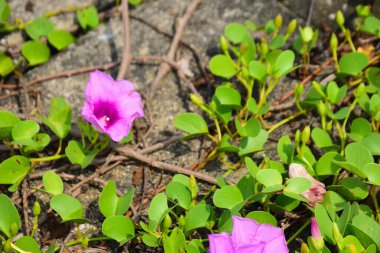 Tropikal sabah zafer sarmaşığı, canlı pembe ve mor trompet şeklindeki çiçekler, açık havada açık havada, parlak bir gün ışığında yeşil yaprakların arasından doğal olarak tırmanıyor..