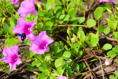 Tropikal sabah zafer sarmaşığı, canlı pembe ve mor trompet şeklindeki çiçekler, açık havada açık havada, parlak bir gün ışığında yeşil yaprakların arasından doğal olarak tırmanıyor..