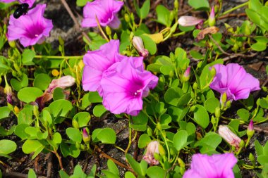 Tropikal sabah zafer sarmaşığı, canlı pembe ve mor trompet şeklindeki çiçekler, açık havada açık havada, parlak bir gün ışığında yeşil yaprakların arasından doğal olarak tırmanıyor..