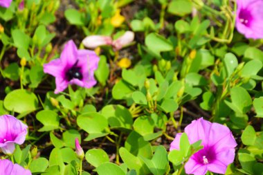 Yoğun yeşil yapraklar arasında doğal olarak büyüyen yabani ipomoea çiçeği, güpegündüz taze trompet şeklindeki çiçekleri gösteriyor. Açık havada yakalanan doğal tropikal bitki örtüsü..