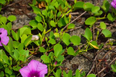 Yoğun yeşil yapraklar arasında doğal olarak büyüyen yabani ipomoea çiçeği, güpegündüz taze trompet şeklindeki çiçekleri gösteriyor. Açık havada yakalanan doğal tropikal bitki örtüsü..
