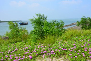 Yoğun yeşil yapraklar arasında doğal olarak büyüyen yabani ipomoea çiçeği, güpegündüz taze trompet şeklindeki çiçekleri gösteriyor. Açık havada yakalanan doğal tropikal bitki örtüsü..