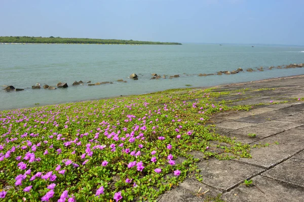 Kıyı sabah şanlı bitkileri, tropikal bir ortamda pembe trompet şeklindeki çiçekler ve yemyeşil yapraklarla birlikte kıyı şeridi yakınında doğal zemin örtüsü olarak yayılıyor..