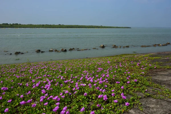 Kıyı sabah şanlı bitkileri, tropikal bir ortamda pembe trompet şeklindeki çiçekler ve yemyeşil yapraklarla birlikte kıyı şeridi yakınında doğal zemin örtüsü olarak yayılıyor..