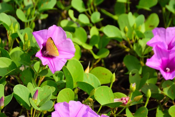 Kıyı sabah şanlı bitkileri, tropikal bir ortamda pembe trompet şeklindeki çiçekler ve yemyeşil yapraklarla birlikte kıyı şeridi yakınında doğal zemin örtüsü olarak yayılıyor..