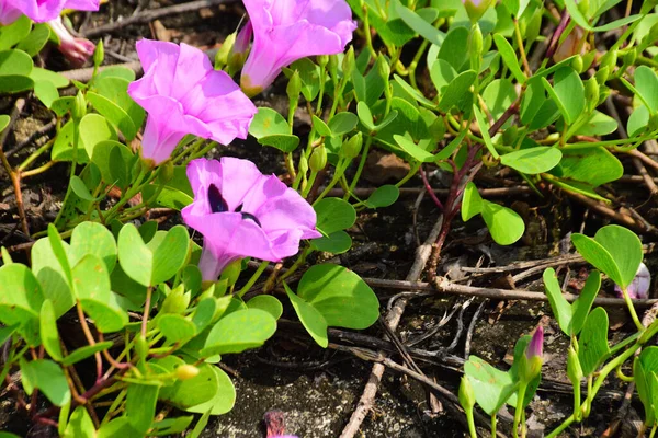 Kıyı sabah şanlı bitkileri, tropikal bir ortamda pembe trompet şeklindeki çiçekler ve yemyeşil yapraklarla birlikte kıyı şeridi yakınında doğal zemin örtüsü olarak yayılıyor..