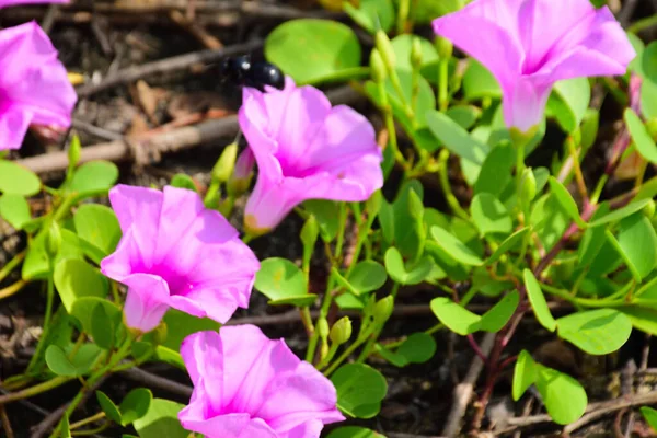 Kıyı sabah şanlı bitkileri, tropikal bir ortamda pembe trompet şeklindeki çiçekler ve yemyeşil yapraklarla birlikte kıyı şeridi yakınında doğal zemin örtüsü olarak yayılıyor..