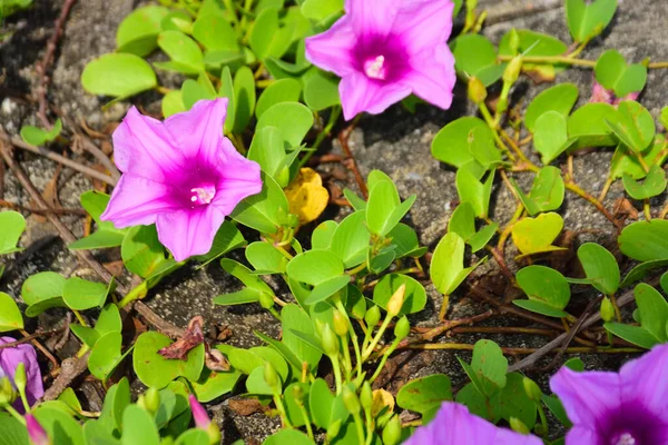 Doğal güneş ışığıyla aydınlanan sabah çiçekleri yemyeşil yaprakların arasında çiçek açıyor. Parlak yapraklar ve yumuşak gölgeler açık havada gün ışığında çekilmiş taze bir tropikal çiçek manzarası yaratır..