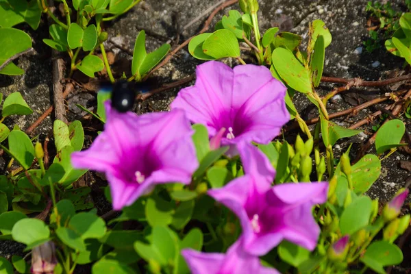 Doğal güneş ışığıyla aydınlanan sabah çiçekleri yemyeşil yaprakların arasında çiçek açıyor. Parlak yapraklar ve yumuşak gölgeler açık havada gün ışığında çekilmiş taze bir tropikal çiçek manzarası yaratır..