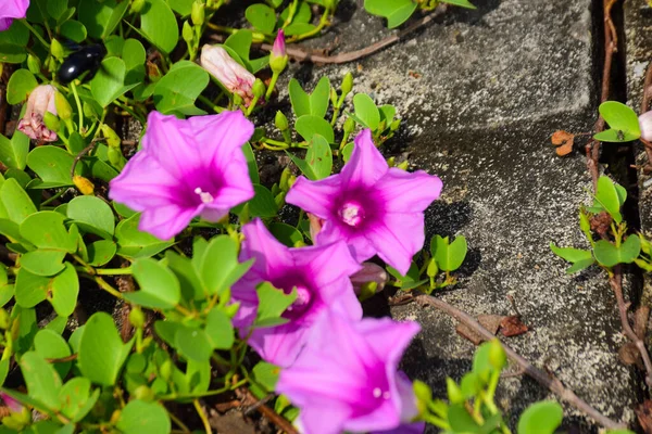 Doğal güneş ışığıyla aydınlanan sabah çiçekleri yemyeşil yaprakların arasında çiçek açıyor. Parlak yapraklar ve yumuşak gölgeler açık havada gün ışığında çekilmiş taze bir tropikal çiçek manzarası yaratır..