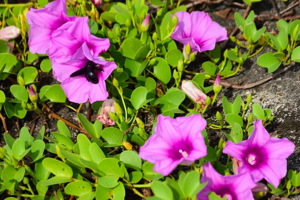 Doğal güneş ışığıyla aydınlanan sabah çiçekleri yemyeşil yaprakların arasında çiçek açıyor. Parlak yapraklar ve yumuşak gölgeler açık havada gün ışığında çekilmiş taze bir tropikal çiçek manzarası yaratır..